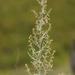 Artemisia glauca - Photo (c) Ринат Султанов, algunos derechos reservados (CC BY-NC), subido por Ринат Султанов