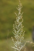 Artemisia glauca - Photo (c) Ринат Султанов, algunos derechos reservados (CC BY-NC), subido por Ринат Султанов