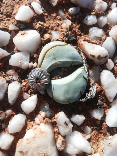 Image of Argyroderma delaetii by (c) Noeleen du Toit, some rights reserved (CC BY-SA)