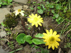 Oxygraphis glacialis