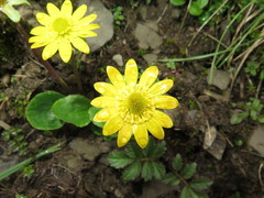 Oxygraphis glacialis