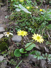 Oxygraphis glacialis