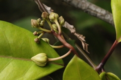 Climbing Milkweed (Graphistemma pictum)
