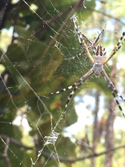 Argiope florida