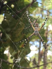 Argiope florida