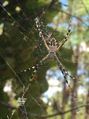 Argiope florida