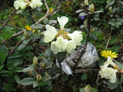 Rhododendron sargentianum