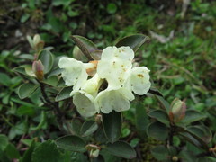 Rhododendron sargentianum