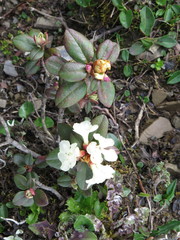 Rhododendron sargentianum