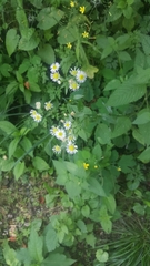 Erigeron annuus