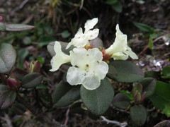 Rhododendron sargentianum