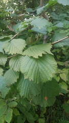 Corylus avellana