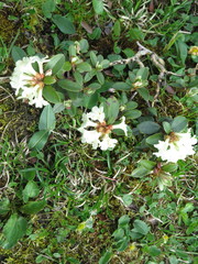 Rhododendron sargentianum