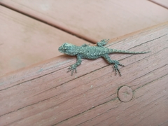 Sceloporus undulatus