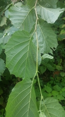 Corylus avellana