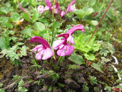 Pedicularis tatsienensis