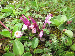 Pedicularis tatsienensis
