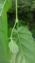 Corylus avellana