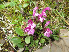 Pedicularis tatsienensis