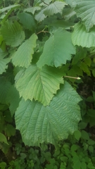 Corylus avellana