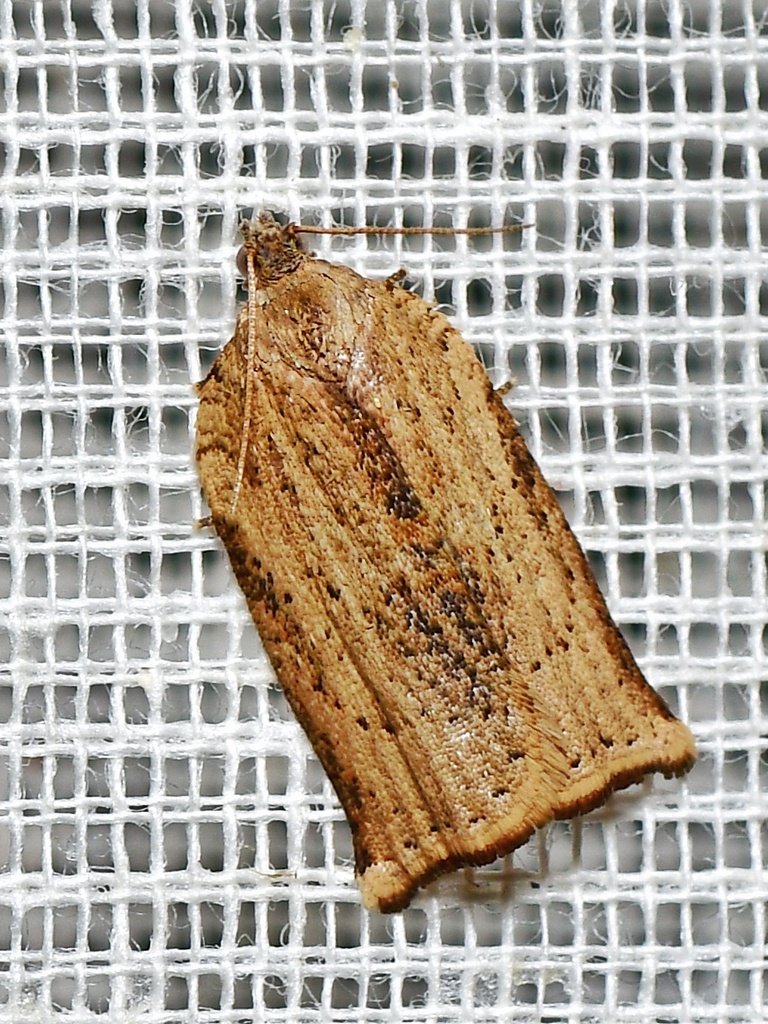 Meridemis bathymorpha