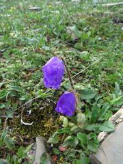 Meconopsis lancifolia