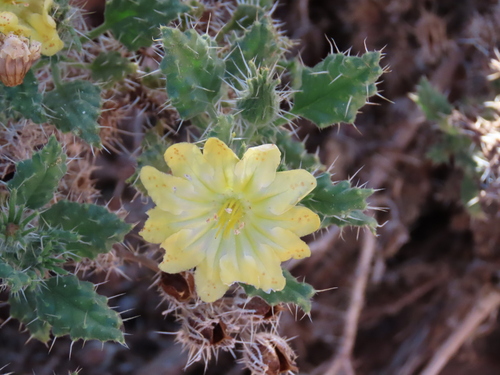 Image of Codon schenckii by no rights reserved