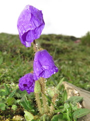 Meconopsis lancifolia