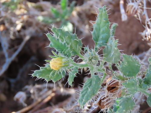 Image of Codon schenckii by no rights reserved