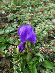 Meconopsis lancifolia
