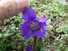 Meconopsis lancifolia