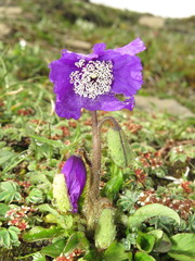 Meconopsis lancifolia