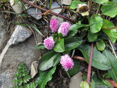 Bistorta macrophylla