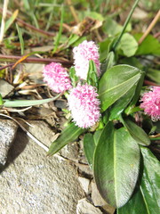 Bistorta macrophylla