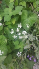 Aegopodium podagraria