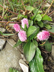 Bistorta macrophylla
