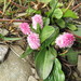 Bistorta macrophylla - Photo (c) yaoshawn,  זכויות יוצרים חלקיות (CC BY-NC), הועלה על ידי yaoshawn