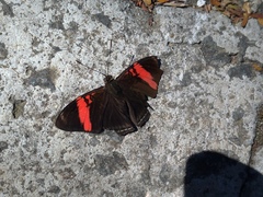Adelpha lycorias lycorias