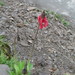 Red Poppywort - Photo (c) yaoshawn, some rights reserved (CC BY-NC), uploaded by yaoshawn