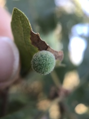 Cynips multipunctata