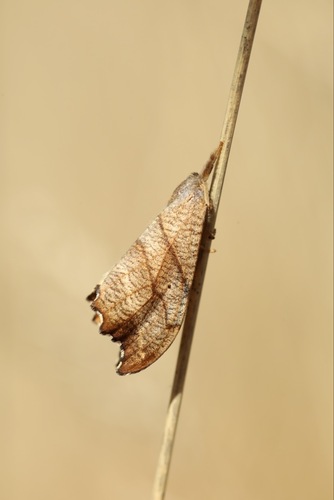 Scalloped Hook-tip, Rozendaal, Nederland, photo 10 of 10
