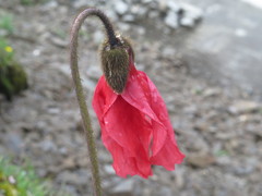 Meconopsis punicea