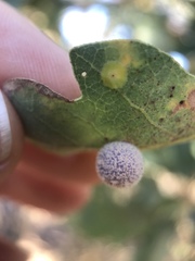 Cynips multipunctata