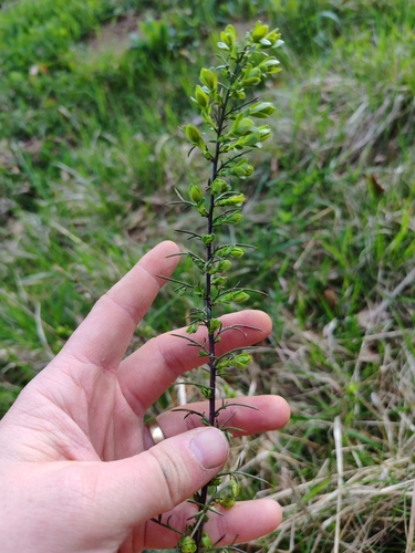 Image of Genista germanica by (c) Ljaž, some rights reserved (CC BY)