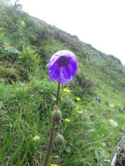 Meconopsis lancifolia