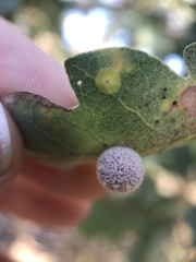 Andricus pattersonae