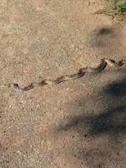 Pituophis catenifer