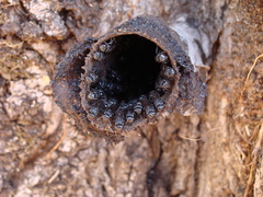 Scaptotrigona bipunctata