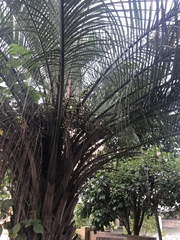 Arecaceae