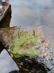 Spongilla lacustris